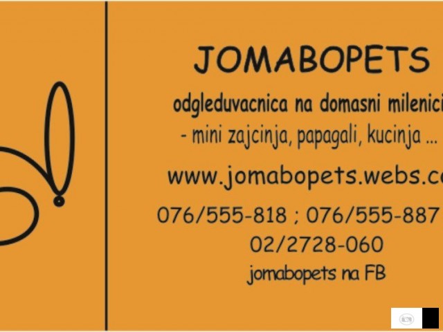 Prodavam Teddy Angorka Lavja Glava Zajacinja