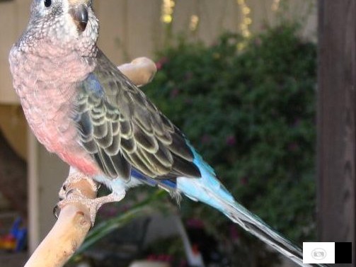 kupuvam mazjak rozenburk i par personati