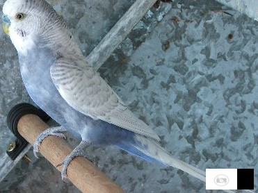 Kupuvam Zrel Za Parenje Mazjak Tigrica