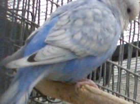 Kupuvam Zrel Za Parenje Mazjak Tigrica