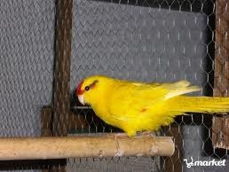 Nini - Kozici - Papagali