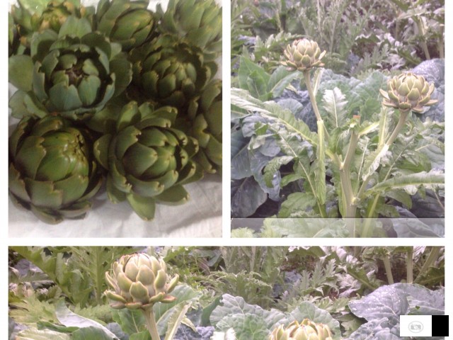 Artišok (artichoke) Za Prodažba