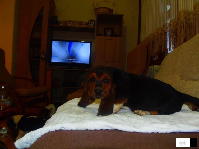 Basset Hound - Baset Stenad