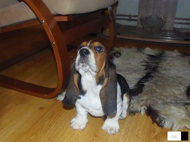 Basset Hound - Baset Stenad