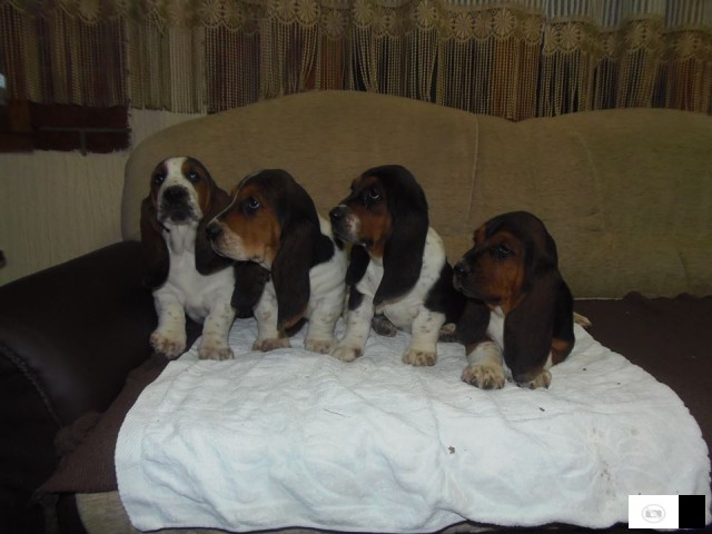 Basset Hound - Baset Stenad