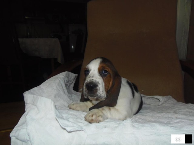 Basset Hound - Baset Stenad