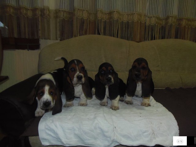 Basset Hound - Baset Stenad