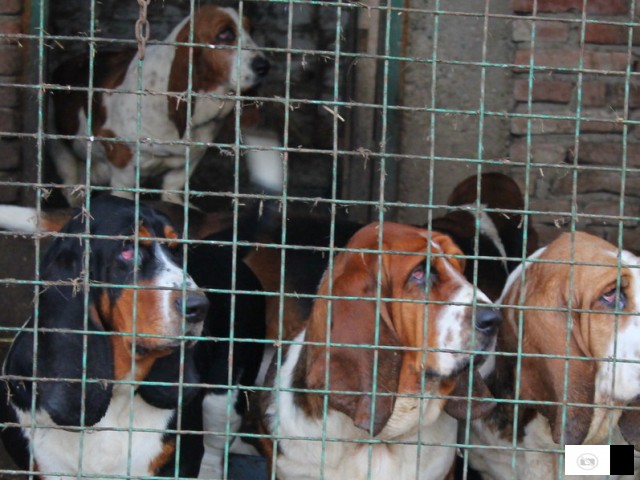 Basset Hound - Baset Stenad