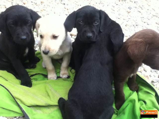 Cistokrvni Labradori 