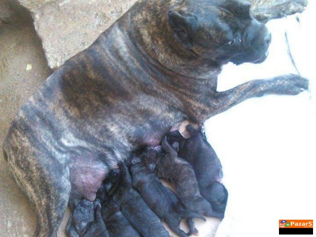 Cane Corso Kucenca