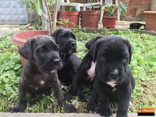 Cane Corso Kucenca