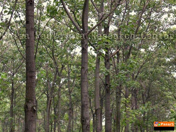 Brzorastecko Drvo Paulownija