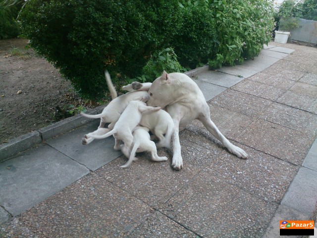 Dogo Argentino Leglo