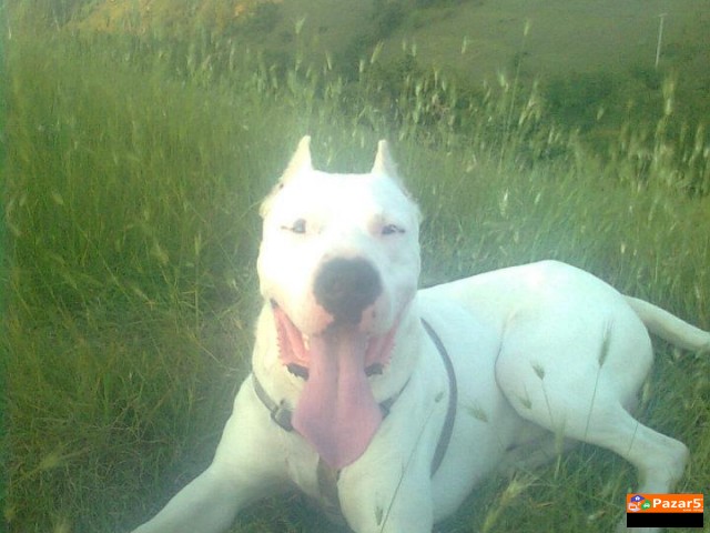 Dogo Argentino Leglo