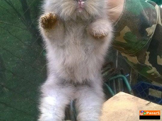 Лавја флава