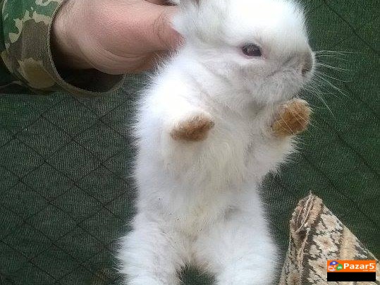 Лавја флава