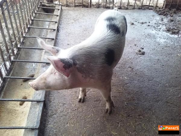 Pod Itno Go Prodavam Ova Zensko Prase Landras Po C