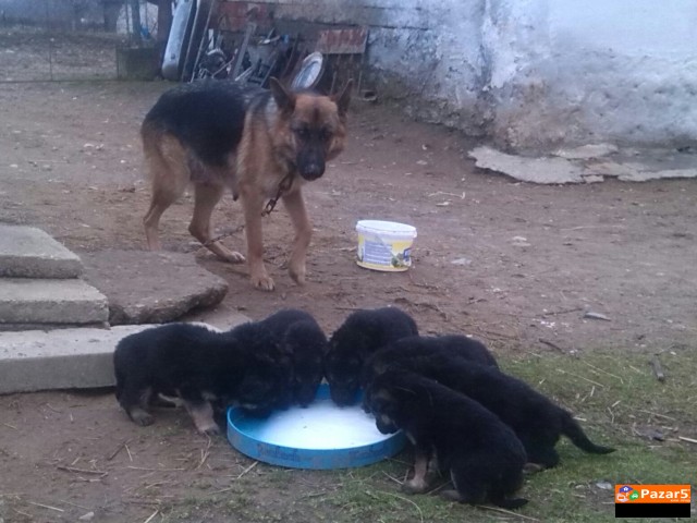 Prodavam Germanski Ovcar Zenka