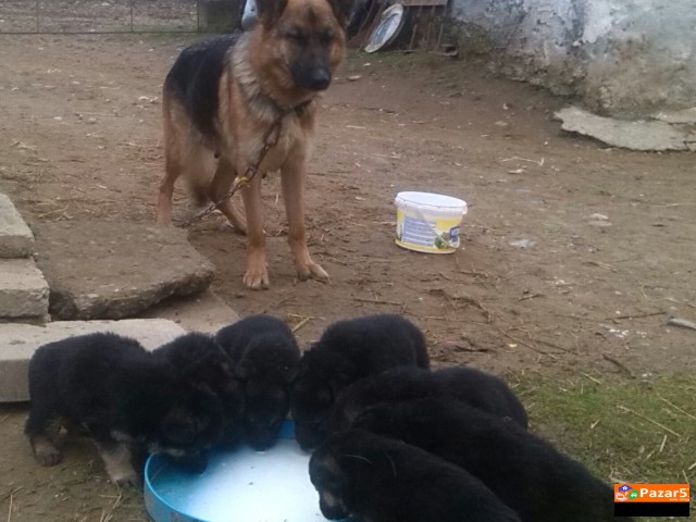 Prodavam Germanski Ovcar Zenka