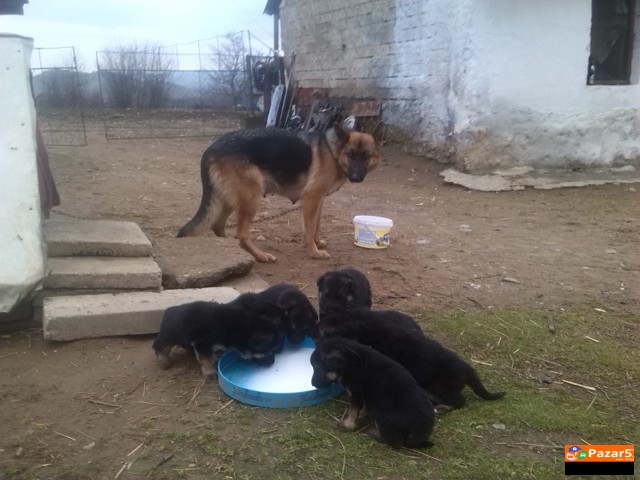 Prodavam Germanski Ovcar Zenka