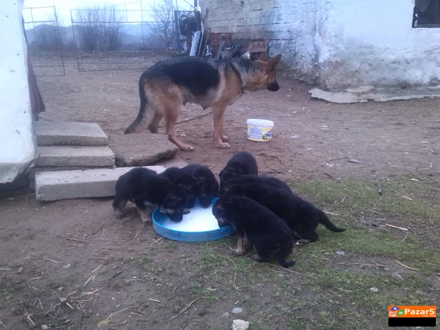 Prodavam Germanski Ovcar Zenka