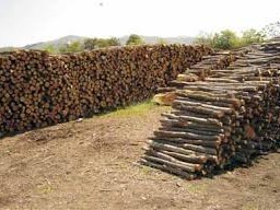 Prodavam Drva Za Ogrev- Evla(crvena Buka) 