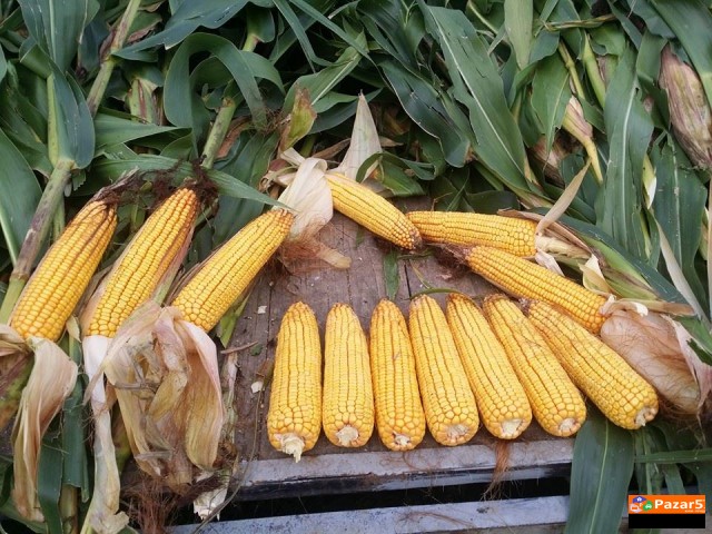 Se Prodava Pcenka Roneta I Vo Klip Kocan Suva Doma