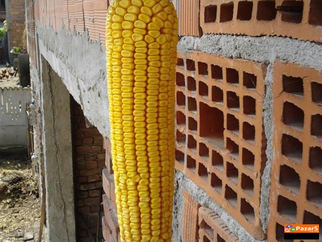 Se Prodava Pcenka Roneta I Vo Klip Kocan Suva Doma