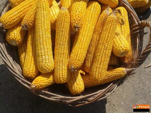 Se Prodava Pcenka Roneta I Vo Klip Kocan Suva Doma