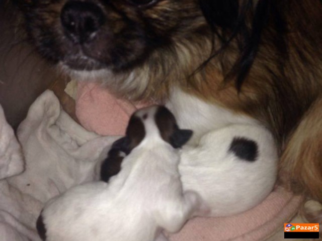 пекинезерчиња