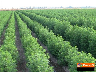  СЛАДОК ПЕЛИН - Artemisia Annua - Sladok Pelin