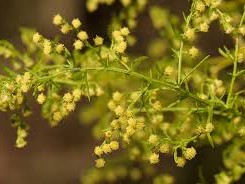  СЛАДОК ПЕЛИН - Artemisia Annua - Sladok Pelin