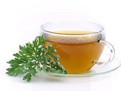  СЛАДОК ПЕЛИН - Artemisia Annua - Sladok Pelin