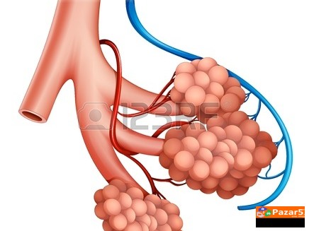  Б Р О Н Х О В И Т А Л - ЗА ДИШНИТЕ ПАТИШТА