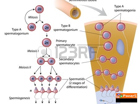  Apiherbal Za Maska I Zenska Plodnost