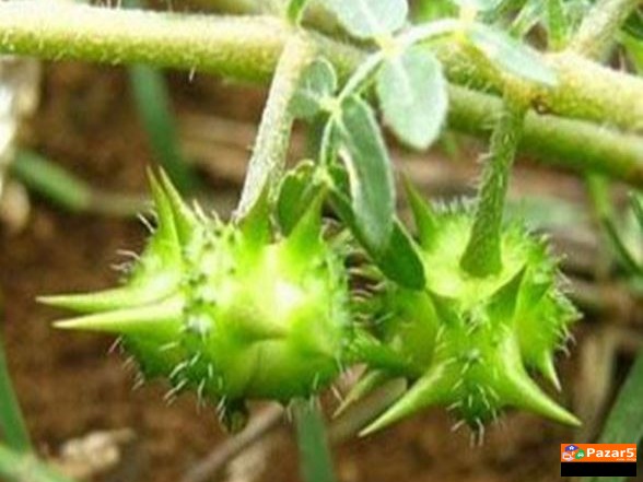  Babin Zab Tribulus Terrestris