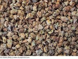  Babin Zab Tribulus Terrestris