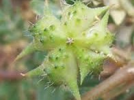  Babin Zab Tribulus Terrestris