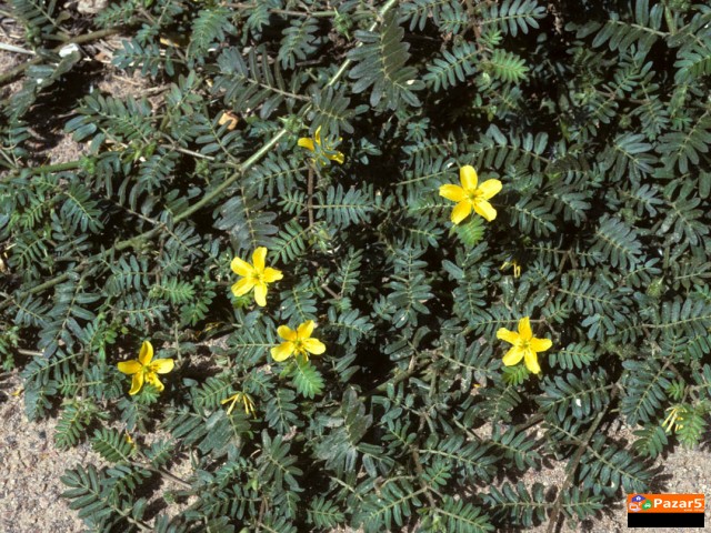  Babin Zab Tribulus Terrestris