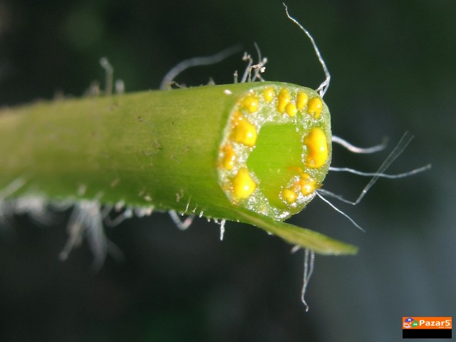  Apiherbal-natural Pharmacy