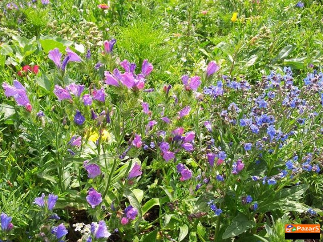  Apiherbal-natural Pharmacy