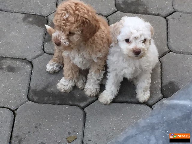 Lagotto Romagnolo