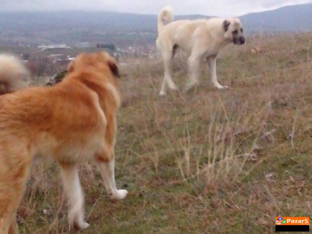 Sarplaninec Baram Kucka Za Parjne 