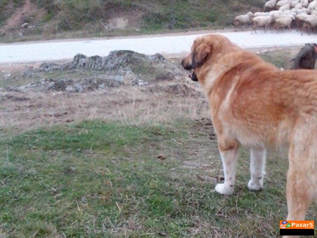 Sarplaninec Baram Kucka Za Parjne 