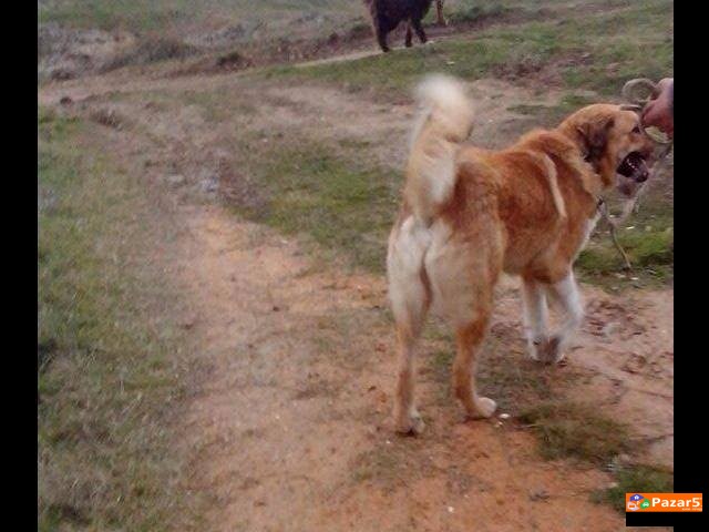 Sarplaninec Baram Kucka Za Parjne 