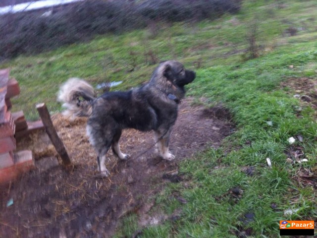 Sarplaninec Baram Kucka Za Parjne 