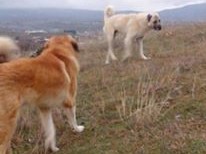 Sarplaninec Baram Kucka Za Parjne 