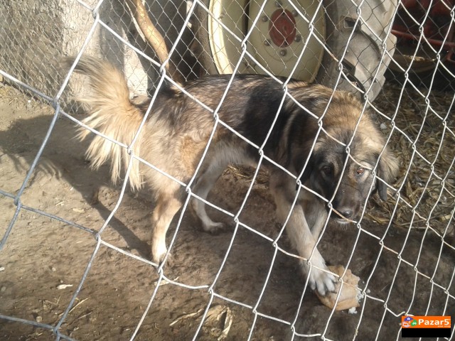 Sarplaninka Stara 1godina