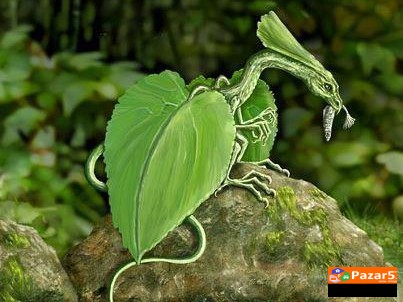 Paulownia Paulovnia Paulovnija Paulina Polonia пау
