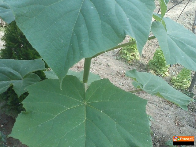 Paulownia Paulovnia Paulovnija Paulina Polonia пау
